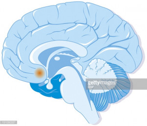 News Photo Brain And Localization Of The Accumbens Nucleus