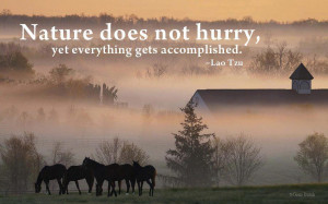 Nature does not hurry, yet everything gets accomplished.