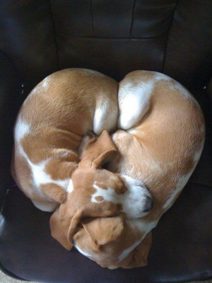 Two puppies cuddling together to make a heart shape with their body.