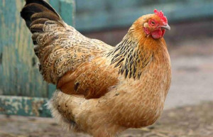 chicken tags animal animals chicken images