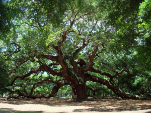 ... Abyss Explore the Collection Trees Earth Angel Oak Tree 394933