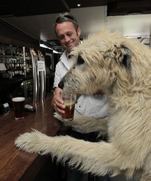 wolfhound drinking Guinness in a pub. Brilliant!: Drinks Beer In ...