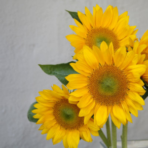 his cheerful close up of a sunflower is another created by ...
