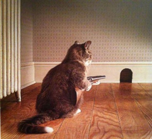 Hunting By Gun Have Own Fun. Funny Cat hunting A Rat by a gun because ...