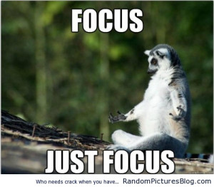 Yoda Lemur tries to use the force 500x439 Yoda Lemur tries to use the ...