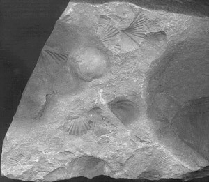 Fossil from Quarry Farm - Elmira, New York.