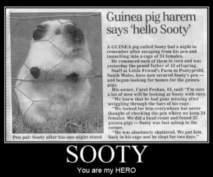 Funny photos sooty guinea pig harem