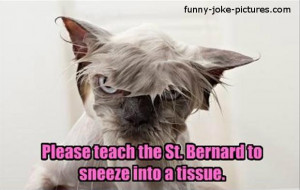 ... Bernard Sneeze - Please teach the St Bernard to sneeze into a tissue