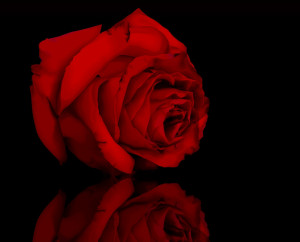 Red Rose Seduction HD wallpapers