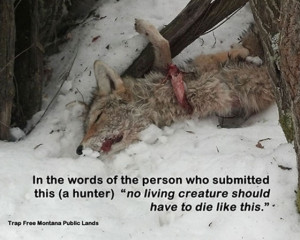 Coyote in Snare - no animal should have to die like this