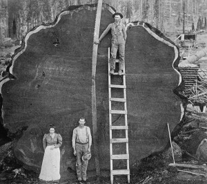 Click to enlarge and view more old logging photos