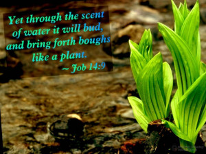 Spring with Bible Verses Scenic Reflections