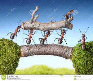 Team Ants Work With Branch Teamwork Stock Images Image
