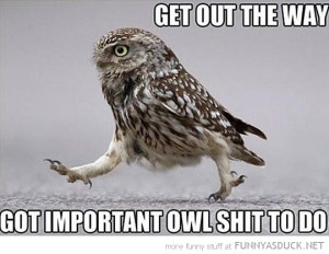 owl bird animal get out way important shit funny pics pictures pic ...