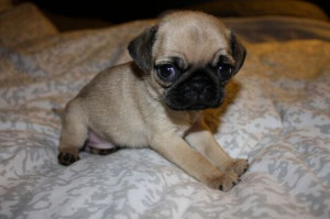 cute little peanut Pug