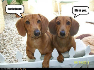 funny dachshund photos 9