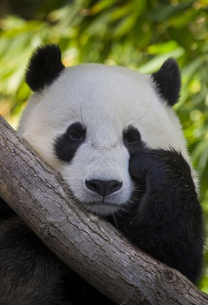 Sleepy Panda by San Diego Zoo Global on Flickr. 