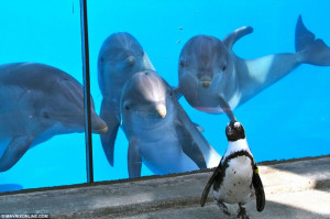 海豚欲与企鹅老虎交朋友