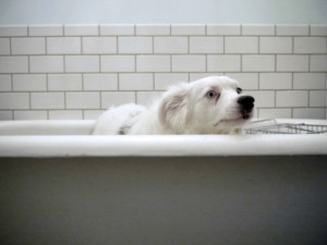 These Dogs Are Enjoying a Bath (16 Photos)