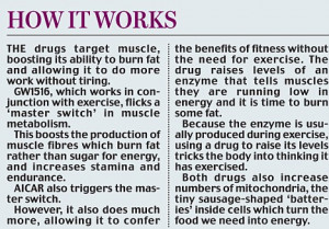 ... -twitch' muscle fibres which burn fat rather than sugar for energy
