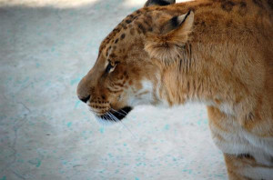 Feeding Tigers Lions Liger