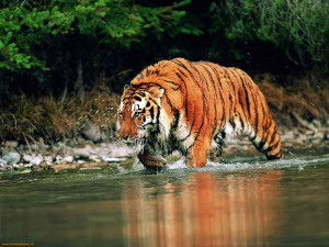 bengal tiger latest hd wallpapers 2013 bengal tiger latest hd