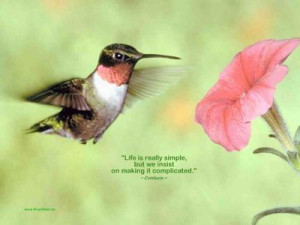 Quotes About Birds Nature