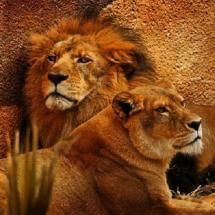 King and Queen lion