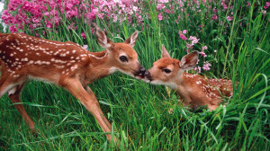 Beautiful Deer playing and enjoying love. One can feel touch of nature ...