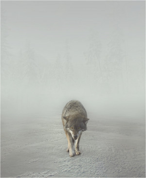 fog n wolf by SHUME-1