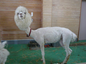 Feeling down? Here’s a picture of a shaved llama