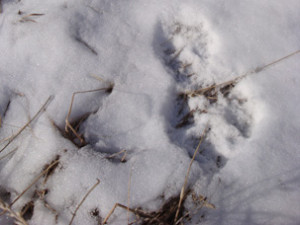 ... complaining of heavy snowfalls in winter and unseasonal snow in spring