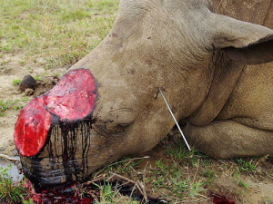 rhino is poached for its horn. (Google Images)