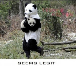 Funny Pandas (09 Pics)