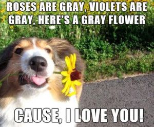 When Dogs Write Poems
