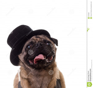 An isolated pug dog wearing a black top hat and vest with room for ...