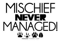 Moony, Wormtail, Padfoot, & Prongs. ♥ More