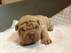 Cute Shar Pei Puppy. Mother Of 3 Boys Quotes. View Original . [Updated ...