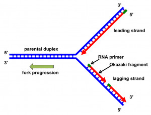 DNA Leading Lagging Strand