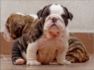 english bulldog puppy names here is a list of english bulldog puppy ...