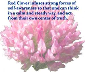 These were key flower essences used by MMR during this period: