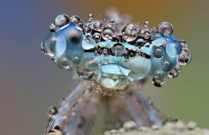 Insect covered in dew moments after a downpour