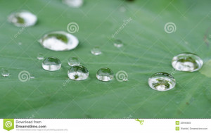 Water drops on green leaf background. HD Wallpaper