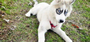 dogs with unusual markings