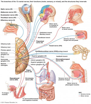 Cranial Nerve Diagram