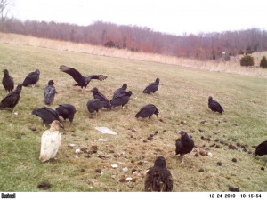 Thread: White buzzard