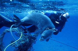 Entangled seal by derelict net, Hawaii. Photo Source: NOAA