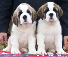 of the week and then some st bernards anim puppies dogs bernard dog ...