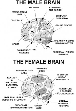 Differences Between Male's & Female's Brain