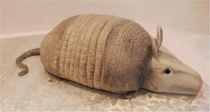 File Name : armadillo.jpg Resolution : 1340 x 723 pixel Image Type ...